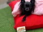 Natural Pet Mattresses Red