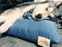 Natural Pet Mattresses Light Blue
