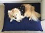 Natural Pet Mattresses Navy