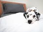 New Sleigh Platform Bed Frame Cherry - Choose Size