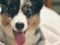 Natural Pet Mattresses Black