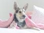 Natural Pet Mattresses Red