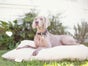Natural Pet Mattresses