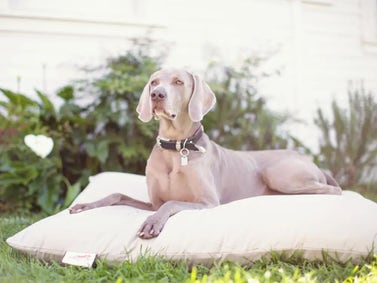 Natural Pet Mattresses
