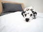 New Sleigh Platform Bed Maple - Choose Size
