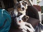 Natural Pet Mattresses Brown