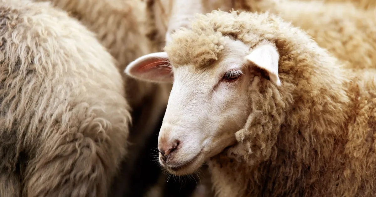 Is Wool A Natural Fiber?