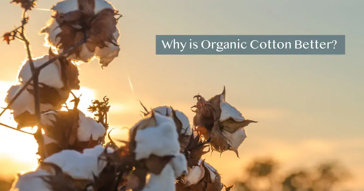 Why is organic cotton better?