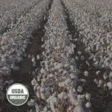 Cotton-Image