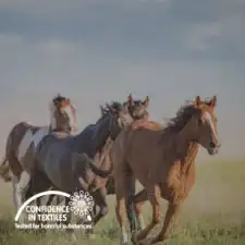 Horse-Image-3