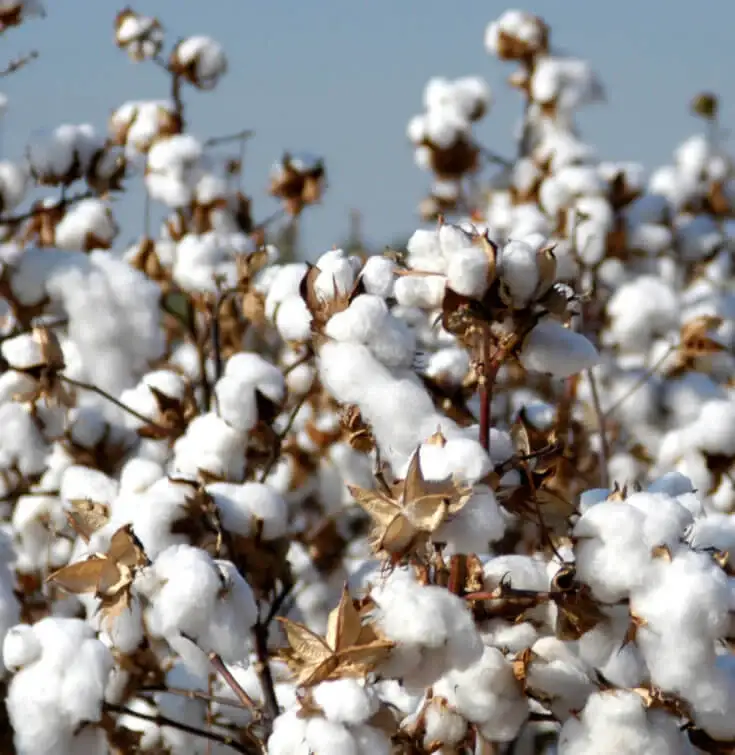 benefits of cotton Biodegradable