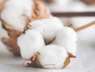 cotton-_-