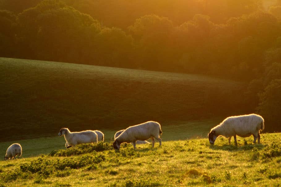 Wool Mattress