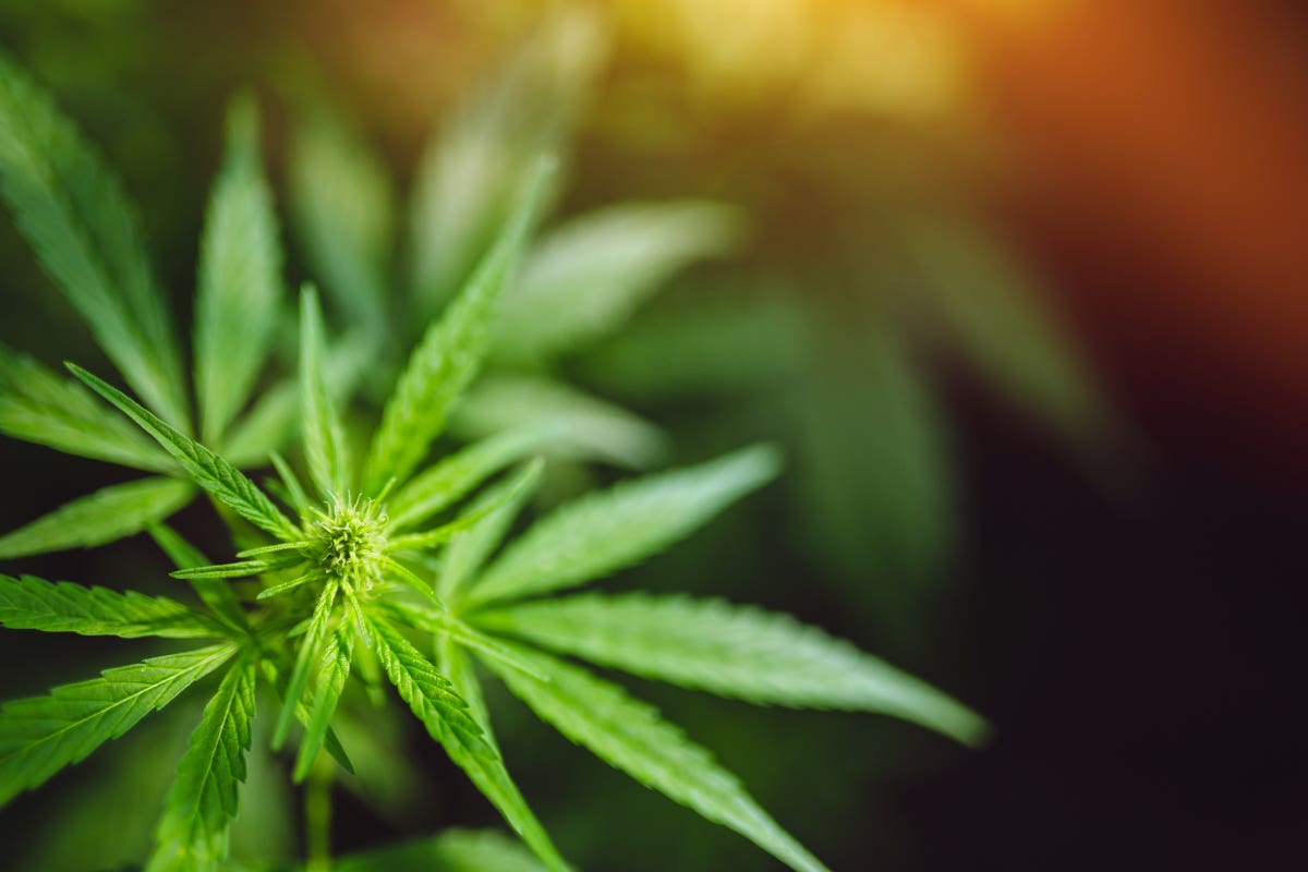 Hemp Mattress