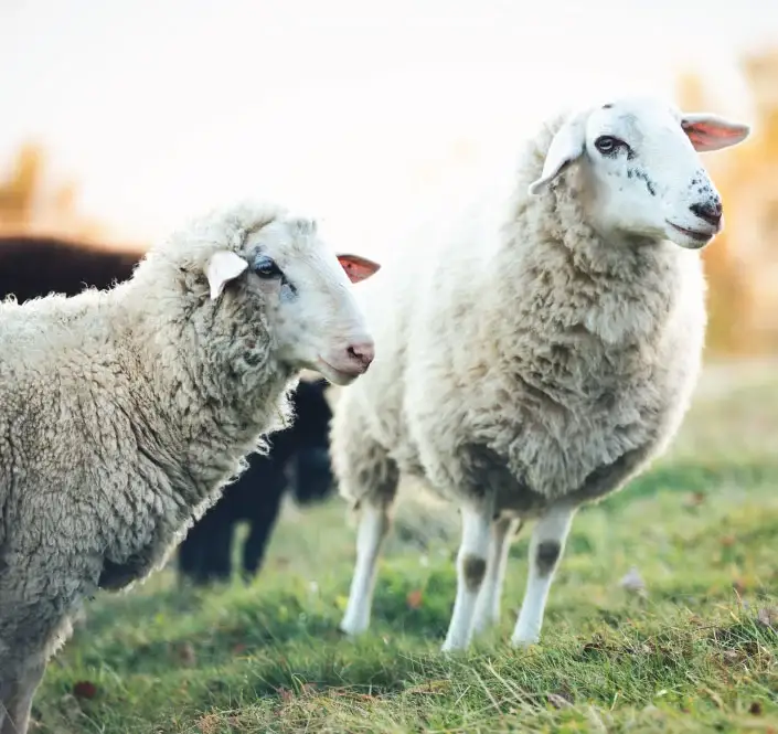 Farm To Furniture Sheep