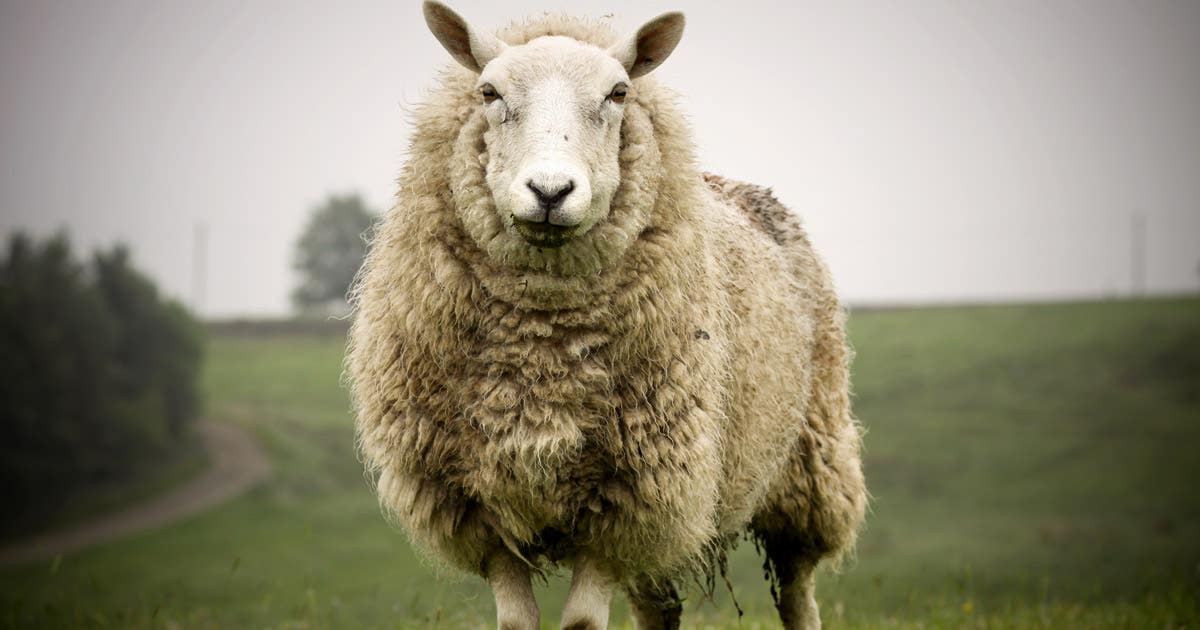 10 Facts About Wool That Make It the Superior Fiber
