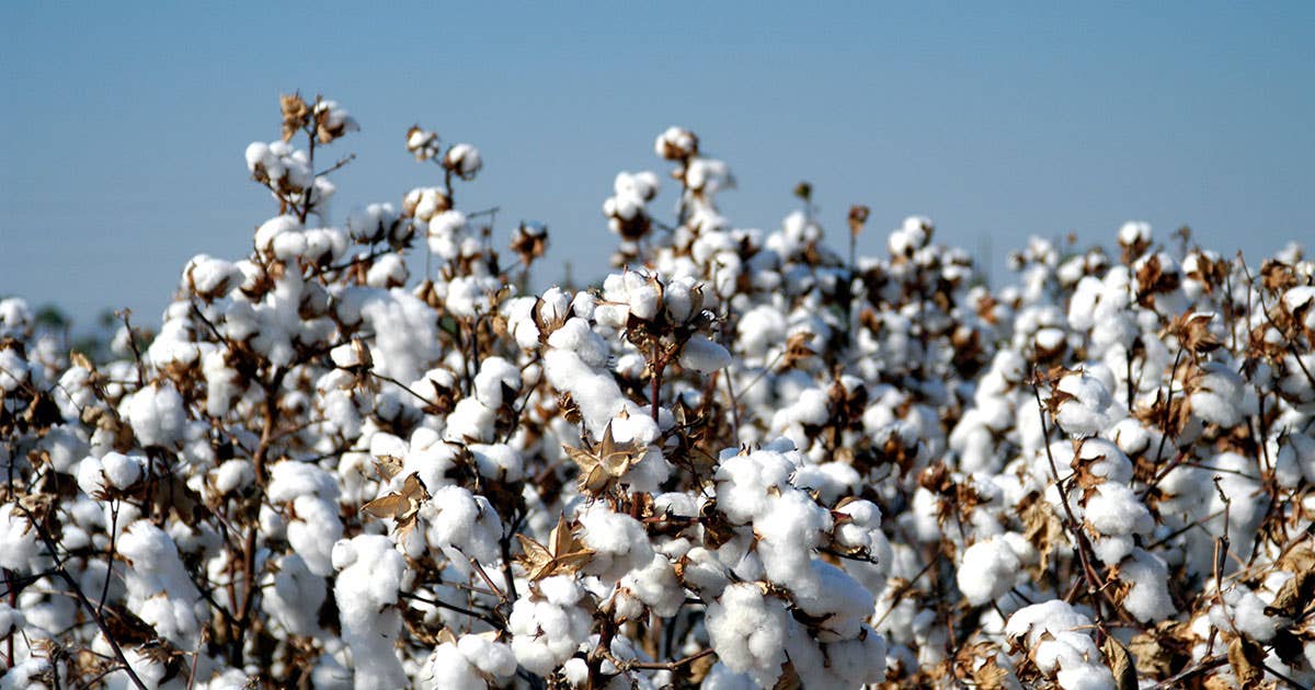 How Does Growing Cotton Affect The Environment