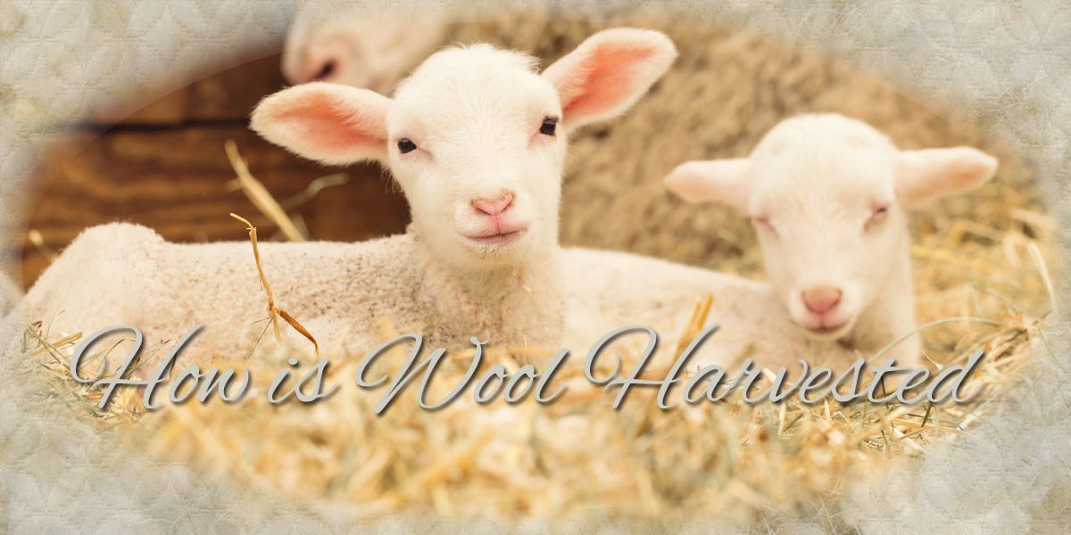 How Is Wool Harvested?