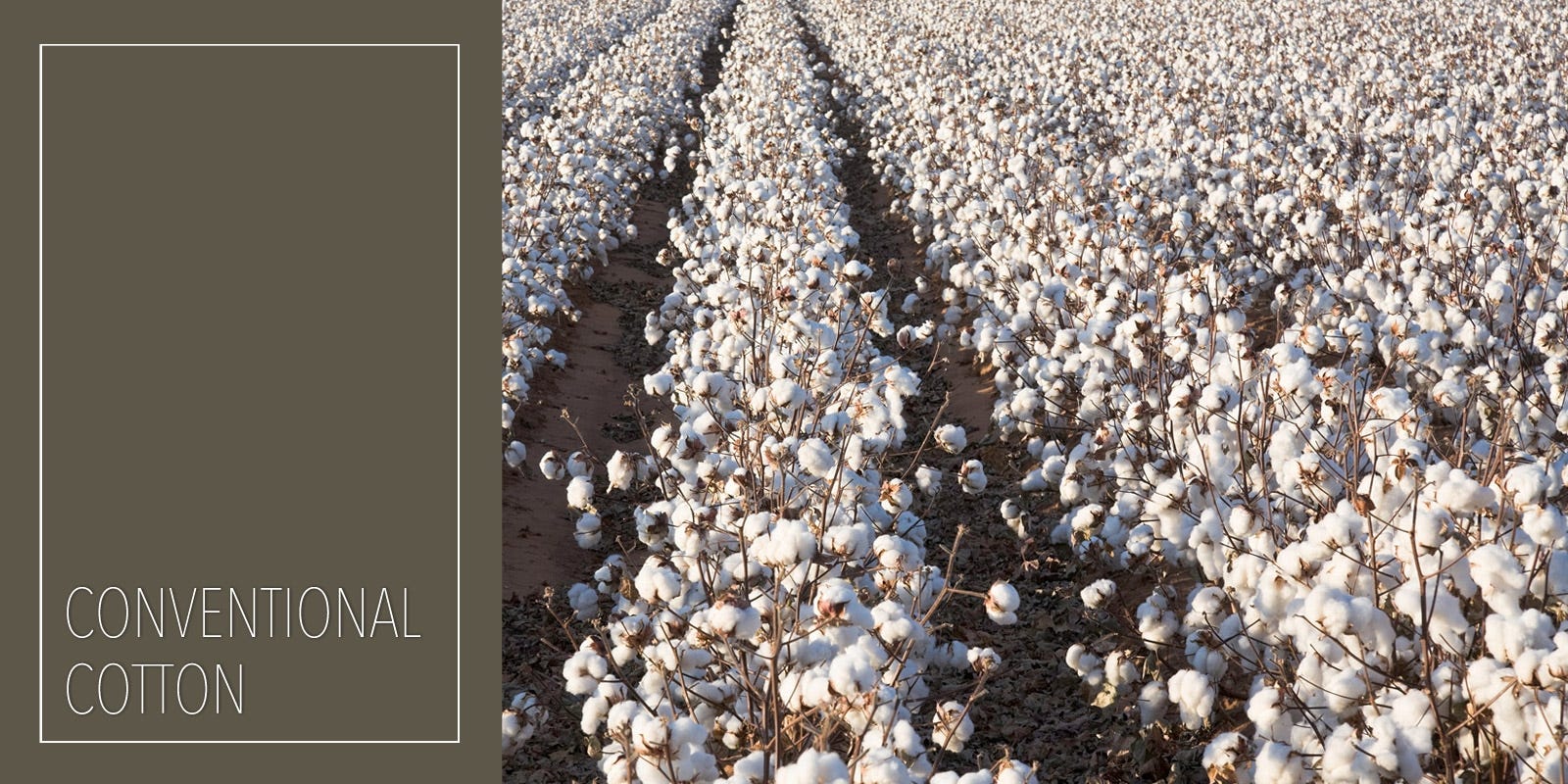 What is Conventionally Grown Cotton?