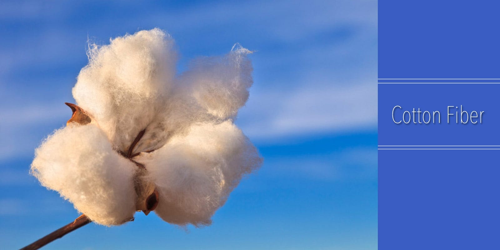 is organic cotton better than natural cotton