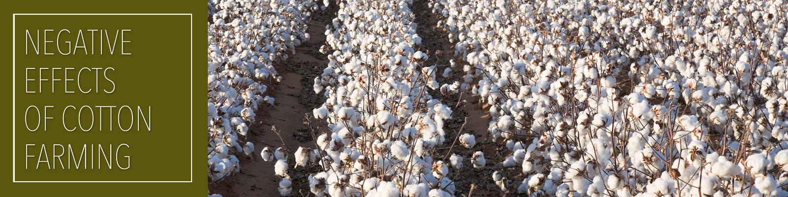 What is Conventionally Grown Cotton?