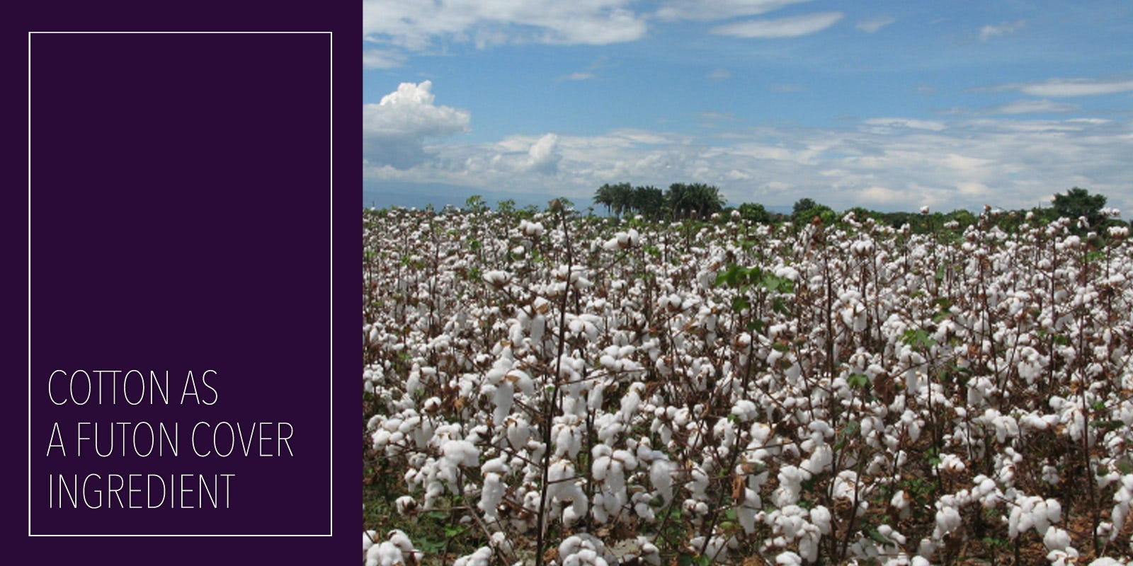 Why Is Organic Cotton Production Important?