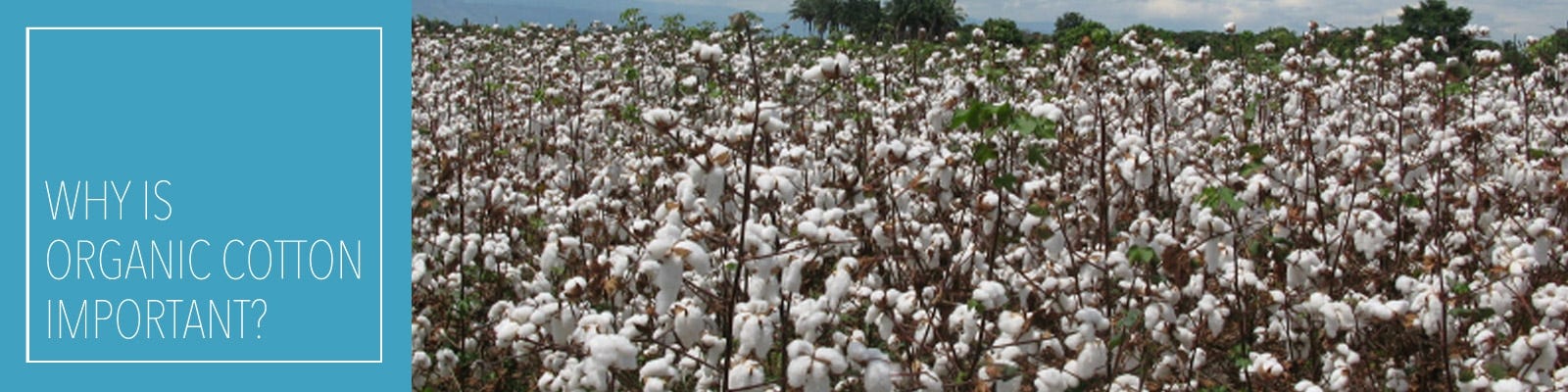 What is Conventionally Grown Cotton?