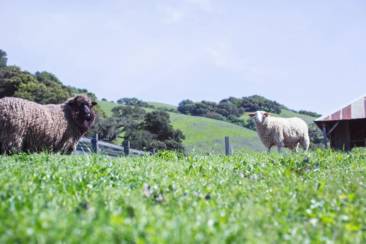 Farm to Bedroom - Organic Mattress Movement