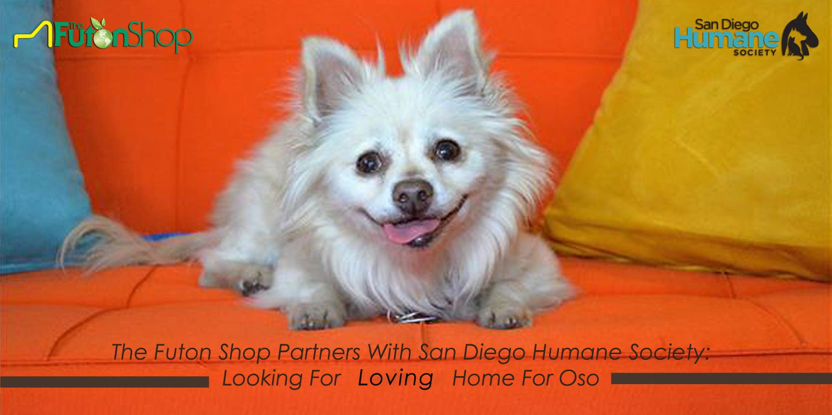 The Futon Shop Is Looking For Loving Home For San Diego Humane Society's Shelter Buddy Oso.