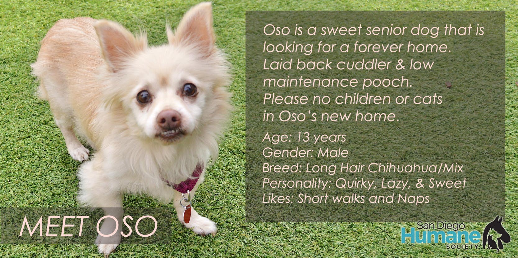 The Futon Shop Is Looking For Loving Home For San Diego Humane Society's Shelter Buddy Oso.