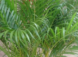 What Houseplants Are Best For Cleaning The Air?