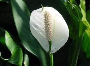 What Houseplants Are Best For Cleaning The Air?