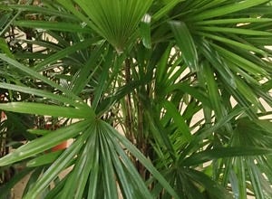 What Houseplants Are Best For Cleaning The Air?