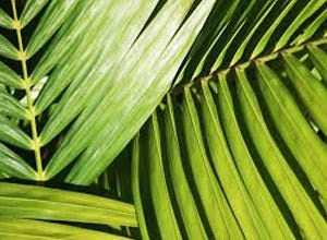 What Houseplants Are Best For Cleaning The Air?