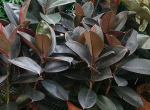 What Houseplants Are Best For Cleaning The Air?