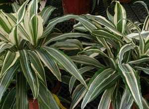 What Houseplants Are Best For Cleaning The Air?