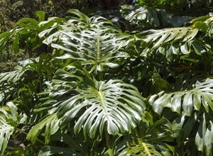 What Houseplants Are Best For Cleaning The Air?
