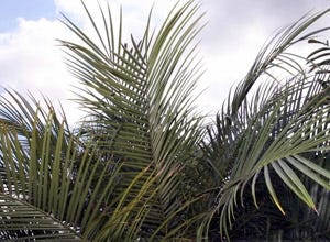 What Houseplants Are Best For Cleaning The Air?