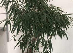 What Houseplants Are Best For Cleaning The Air?