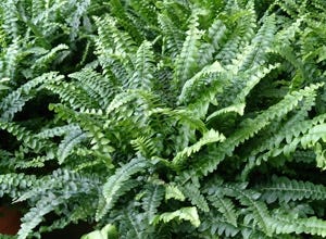 What Houseplants Are Best For Cleaning The Air?