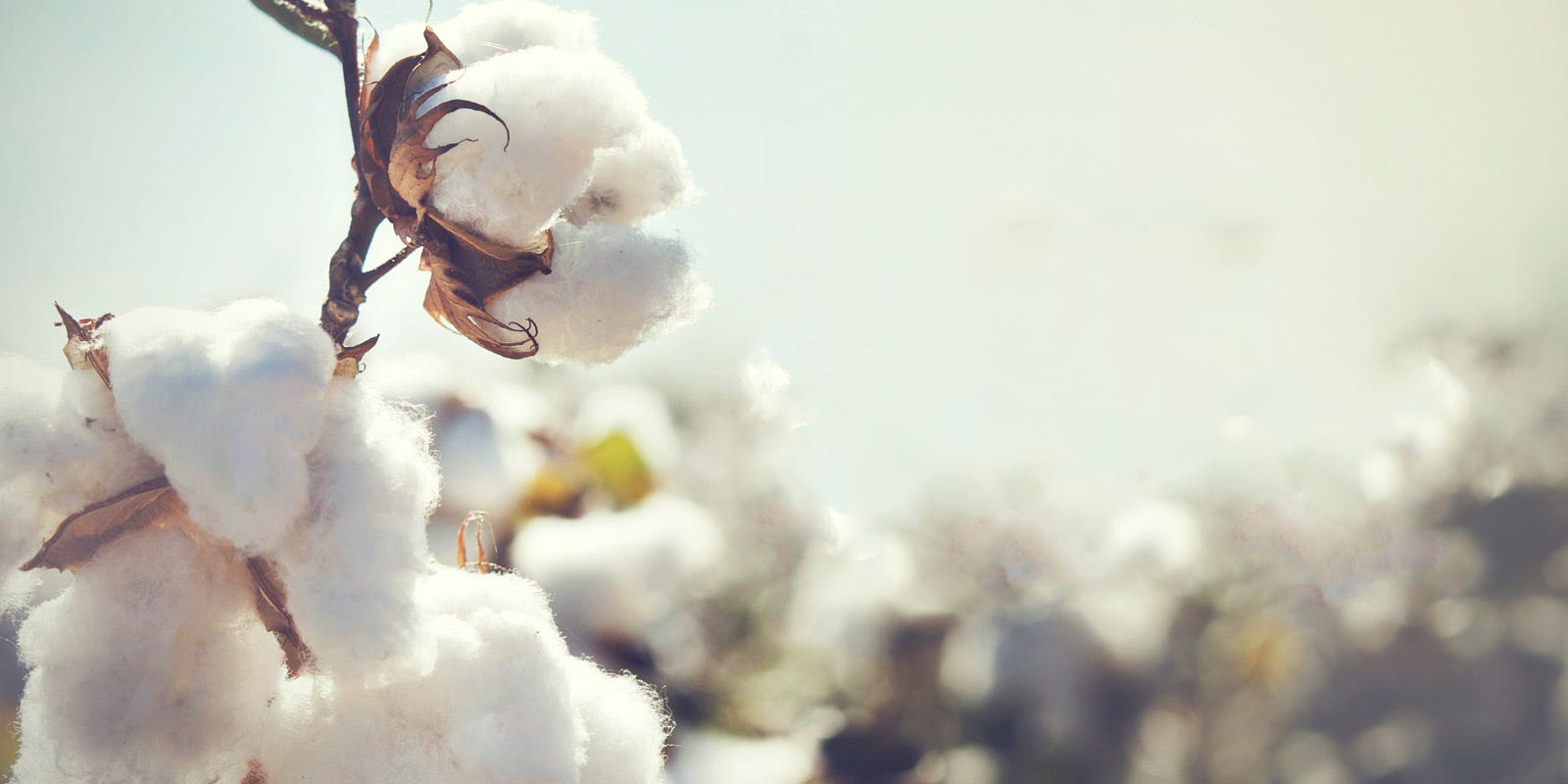 is organic cotton better than natural cotton