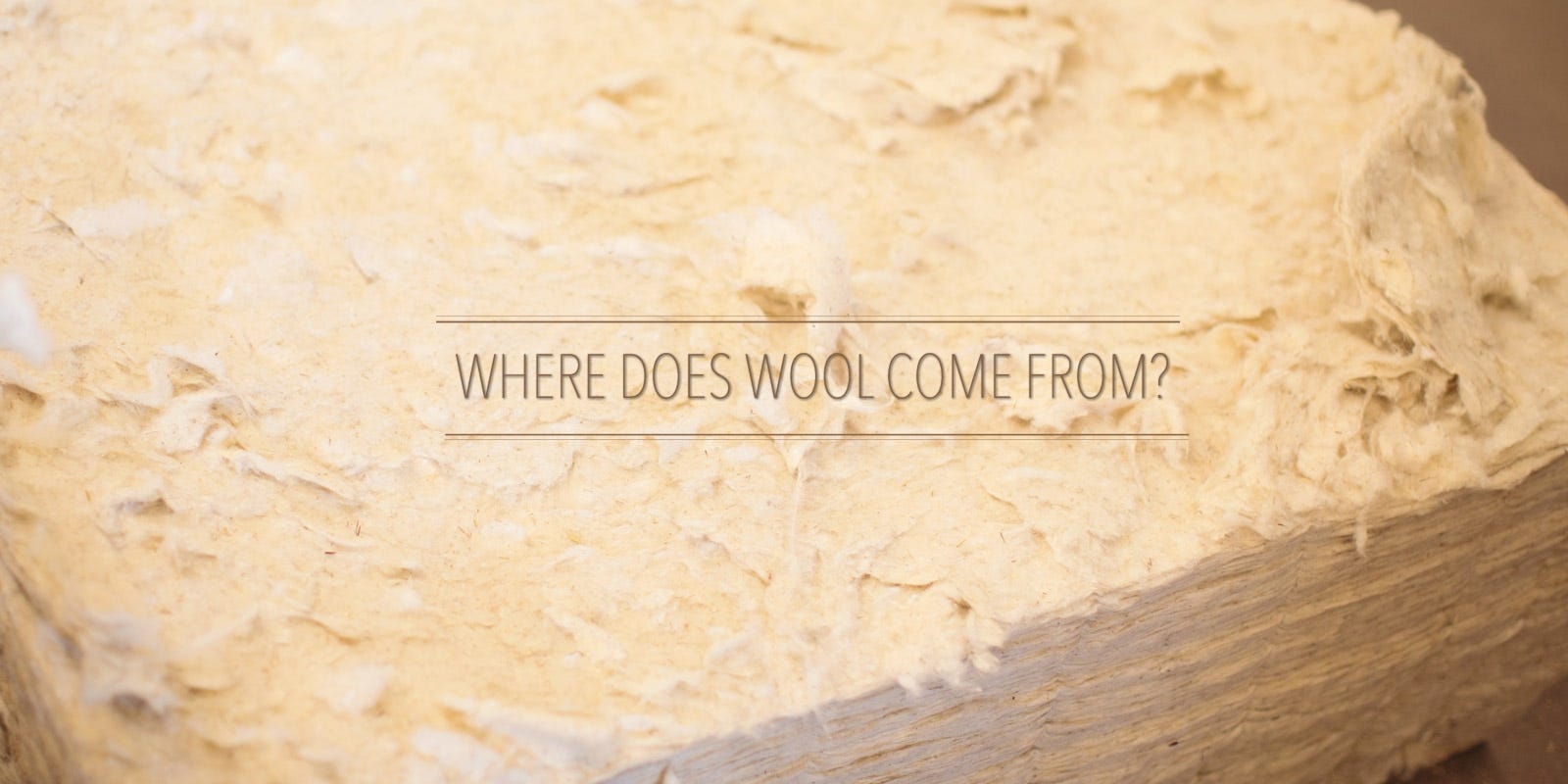 Where Does Wool Come From?