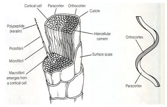 What Does Crimped Wool Mean?