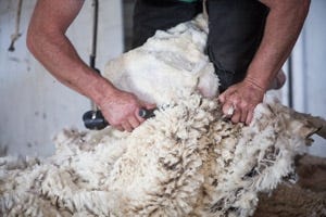 How Do You Process Raw Wool Into Mattresses?