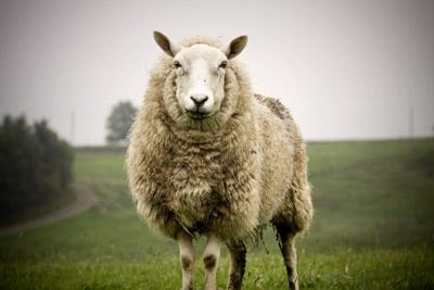 What Does Crimped Wool Mean?