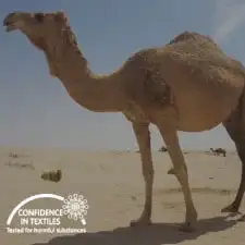 camel-image