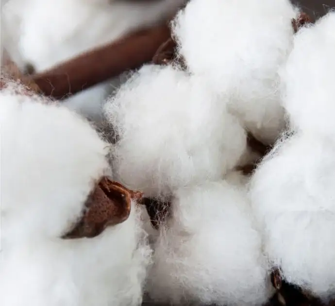 what is organic cotton close