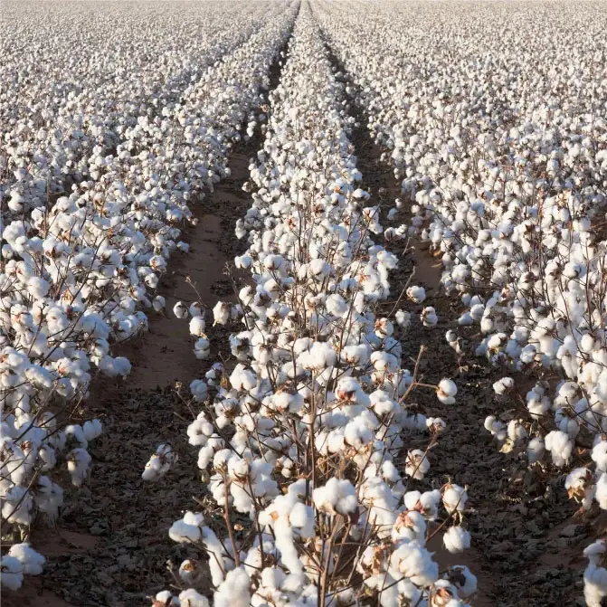 futon_cotton_mattress_cotton-field-image-1