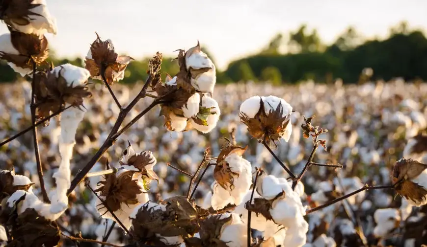 cotton