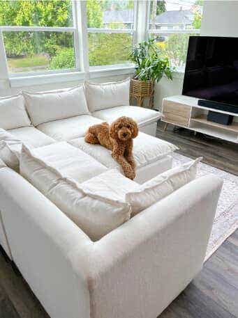 pet friendly-2